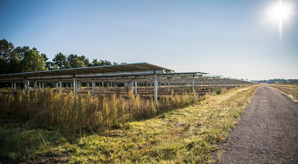 NREL solar panels with pollinator friendly plants